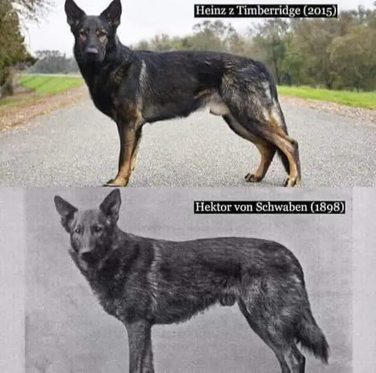 Heinz z Timberridge and Hector Von Schwaben