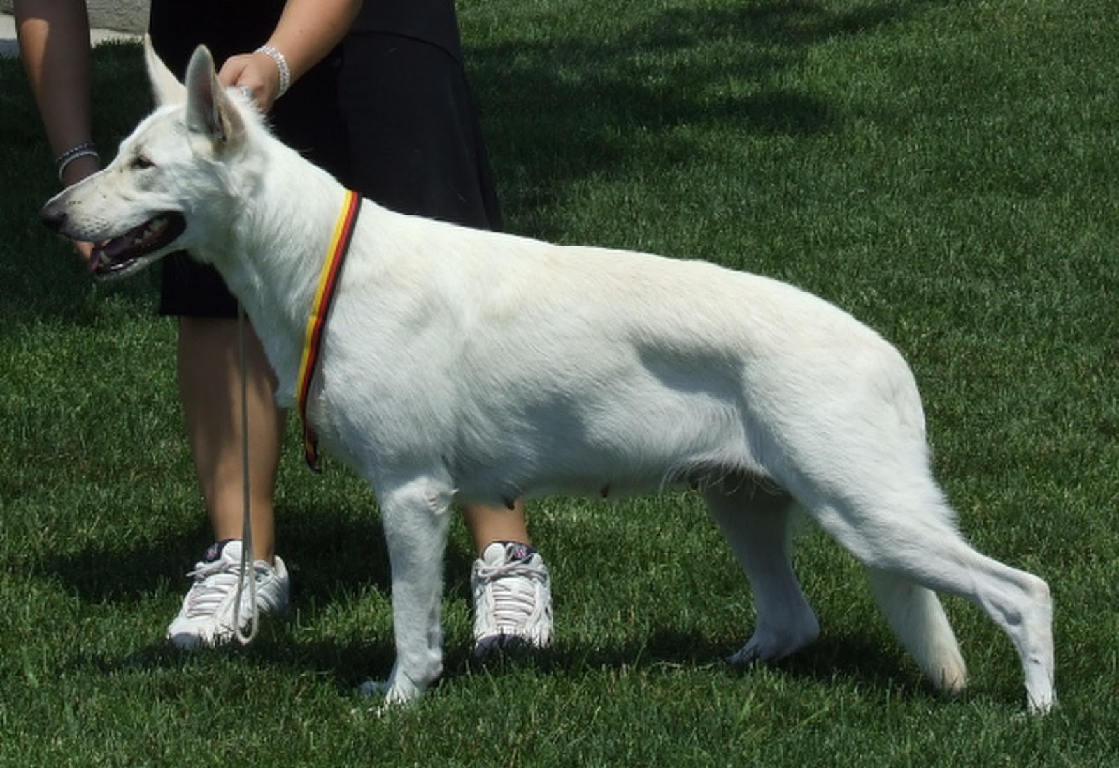 Image of a white GSD